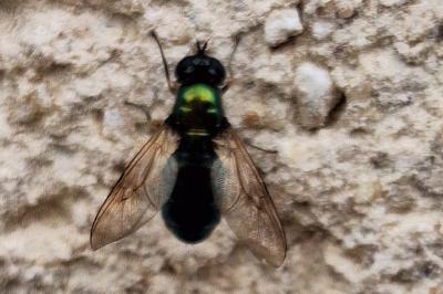 <i>Chloromyia formosa</i>