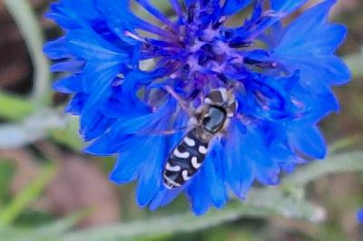<i>Scaeva pyrastri</i>