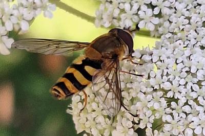 <i>Syrphus ribesii</i>