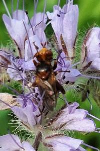 <i>Sicus ferrugineus</i>