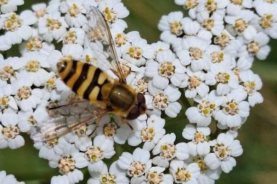 <i>Syrphus ribesii</i>