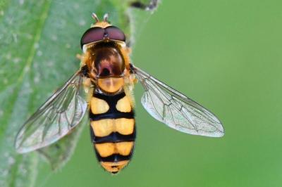 <i>Eupeodes corollae</i>