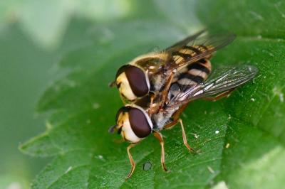 <i>Eupeodes corollae</i>