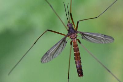 <i>Nigrotipula nigra</i>