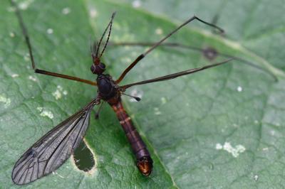 <i>Nigrotipula nigra</i>
