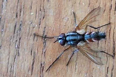 <i>Eriothrix rufomaculata</i>