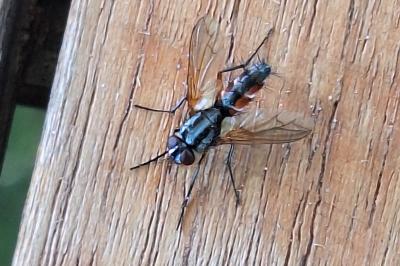 <i>Eriothrix rufomaculata</i>