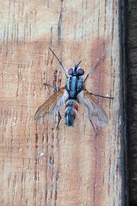 <i>Eriothrix rufomaculata</i>