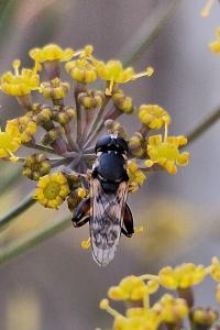 <i>Syritta pipiens</i>
