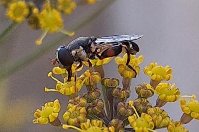 <i>Syritta pipiens</i>