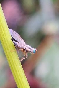 <i>Acanthiophilus helianthi</i>