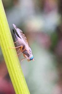 <i>Acanthiophilus helianthi</i>
