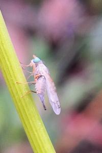 <i>Acanthiophilus helianthi</i>