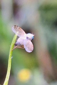 <i>Acanthiophilus helianthi</i>
