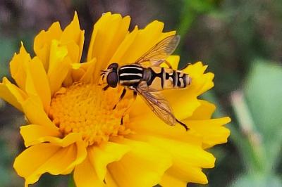 <i>Helophilus pendulus</i>