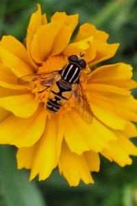 <i>Helophilus pendulus</i>