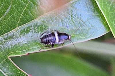 <i>Planuncus vinzi</i>