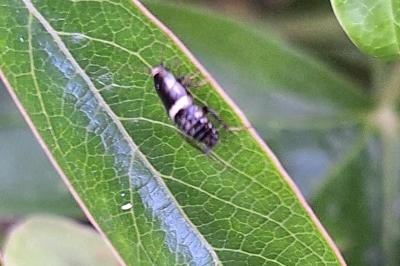 <i>Planuncus vinzi</i>