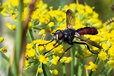 <i>Cylindromyia bicolor</i>