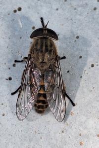 <i>Tabanus bromius</i>