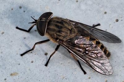 <i>Tabanus bromius</i>