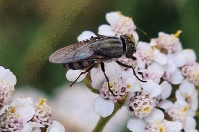 <i>Stomorhina lunata</i>