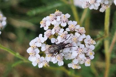 <i>Stomorhina lunata</i>