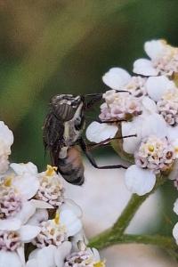 <i>Stomorhina lunata</i>