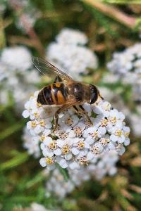 <i>Eristalis tenax</i>
