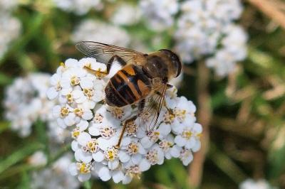 <i>Eristalis tenax</i>