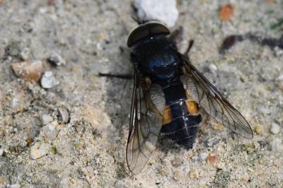 <i>Hybomitra bimaculata</i>