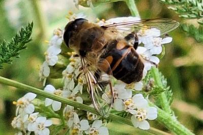 <i>Eristalis tenax</i>
