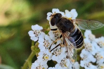 Eristalis nemorum