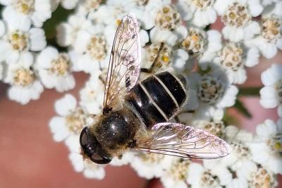<i>Eristalis nemorum</i>
