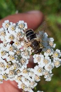 <i>Eristalis nemorum</i>