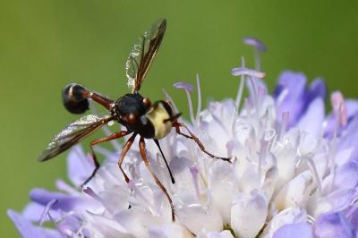 <i>Physocephala vittata</i>