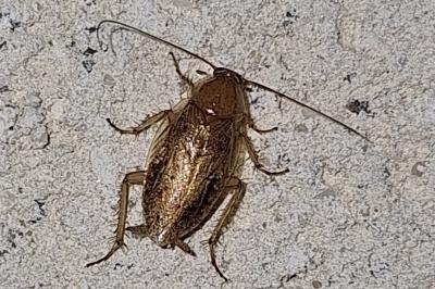 <i>Ectobius pallidus</i>