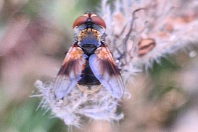 <i>Ectophasia crassipennis</i>