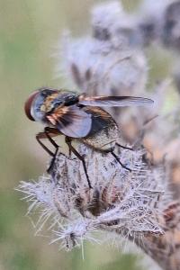 <i>Ectophasia crassipennis</i>
