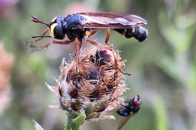 <i>Physocephala rufipes</i>