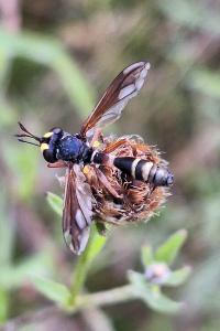<i>Physocephala rufipes</i>