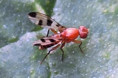 Geomyza tripunctata