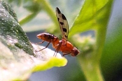 Geomyza tripunctata