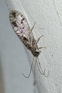 <i>Micromus variegatus</i>
