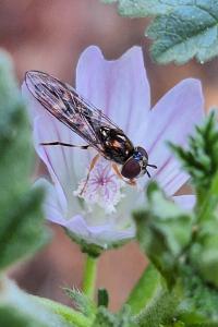 <i>Platycheirus scutatus</i>