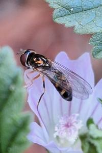 <i>Platycheirus scutatus</i>