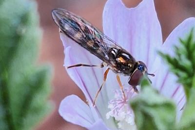 <i>Platycheirus scutatus</i>