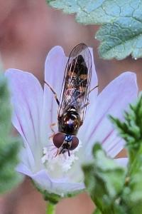 <i>Platycheirus scutatus</i>