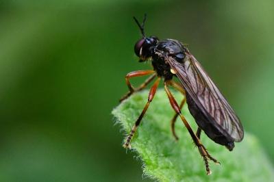 <i>Dioctria cothurnata</i>