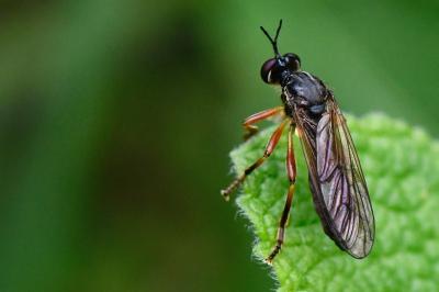 <i>Dioctria cothurnata</i>